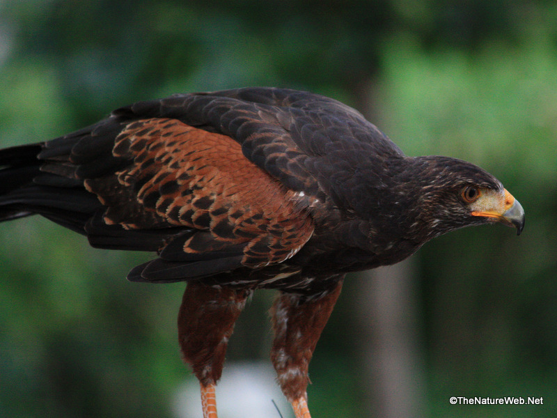 Harris's Hawk